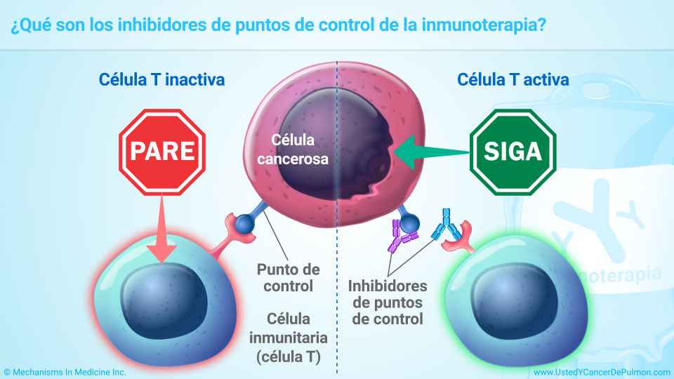 ¿Qué son los inhibidores de puntos de control de la inmunoterapia?