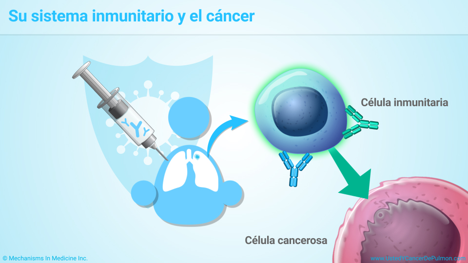 Su sistema inmunitario y el cáncer