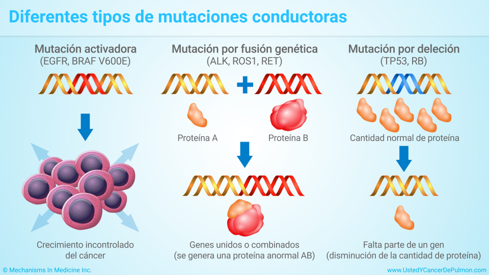 Diferentes tipos de mutaciones conductoras