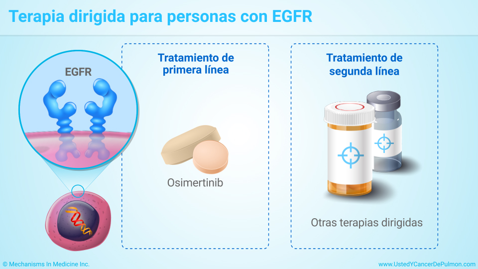 Terapia dirigida para personas con EGFR
